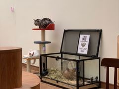 -有猫主题·治愈系猫咖(曾厝垵店)