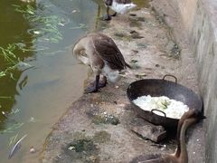 -锦湖农庄(松山湖梦幻百花洲店)