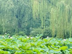 -济南大明湖景区