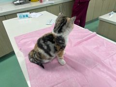 -北京观赏动物医院·24小时大型综合·猫专科·异宠专科
