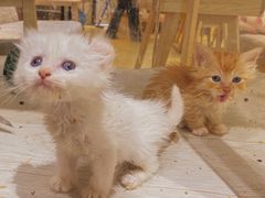 -藏猫猫咖啡主题馆(中央大道店)