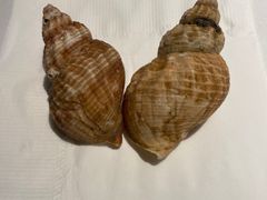 -Oyster Talks 四度蚝法餐厅