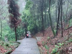 -缙云山景区