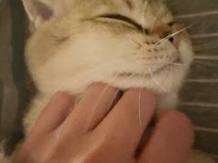 -猫大福·Fortune Cat猫舍(百子湾店)