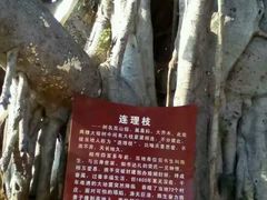 -东寨港红树林旅游区