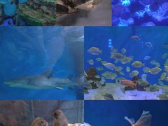 -合肥海洋世界