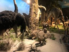 -国家自然博物馆