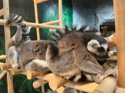 -Zoolung Zoolung动物主题公园(海信广场店)