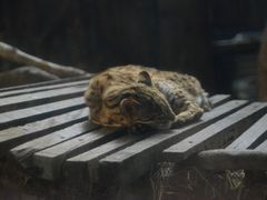 -清迈夜间动物园