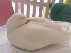 -RU DUCK柯尔鸭公社·撸鸭俱乐部·羊驼·小香猪