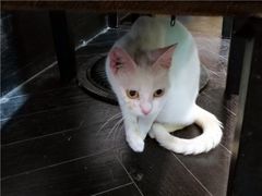 -猫色咖啡·猫咖