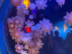 -太平洋海底世界