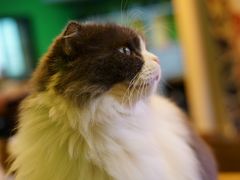 -李小姐の猫咖啡馆(五角场店)
