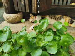 -黎里古镇