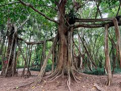 -中国科学院西双版纳热带植物园