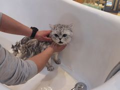 -momokira米努特·德文卷毛猫·棉花面纱犬