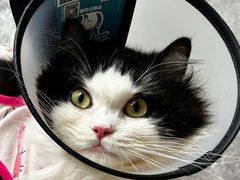 -创凡宠物医院·骨专科  猫科中心(西乡分院)