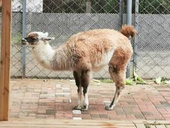 -长白岛森林公园