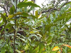 -热带雨林自然公园