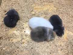 -龟与熊猫宠物公园(南坪店)