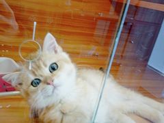 -猫十亿·布偶金渐层·曼基康矮脚猫舍(青年路店)