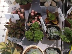 -The Green Party(嘉里中心店)