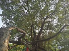 -小洲村