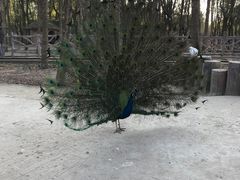 -昆山城市生态森林公园