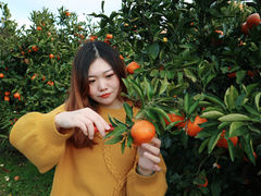 -柑橘农场