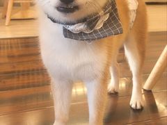 -豆柴町-柴犬主题狗咖(红鼎国际C座店)