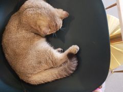 -飞行喵MR PILOT|猫舍·猫咖(静安大融城店)
