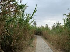 -泗洪洪泽湖湿地景区