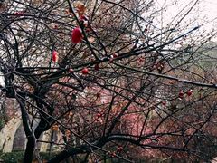 -武汉大学-樱园