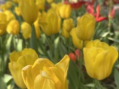 -洛阳郁金香牡丹园