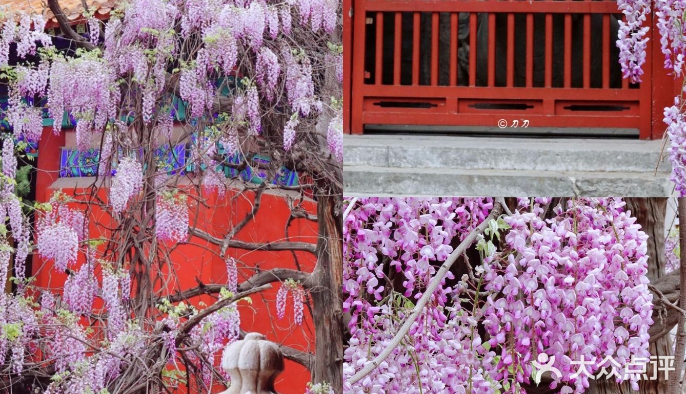 北京紫藤观赏攻略｜8大最佳宝藏地