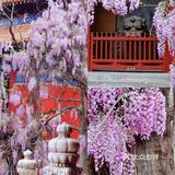 北京紫藤观赏攻略｜8大最佳宝藏地