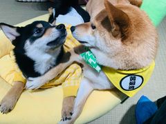 -逗柴咖啡屋·狗咖猫咖宠物桌游