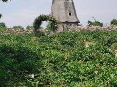-都江堰玫瑰花溪谷