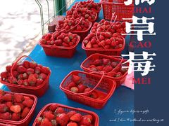 -喜杨洋草莓采摘园