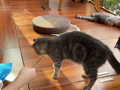 -楼上猫咖(罗湖店)