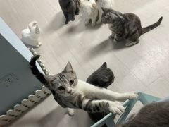 -喵百万·布偶·蓝金金渐层英短·猫舍(百子湾店)