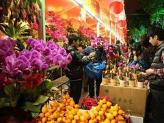 -金科花卉市场