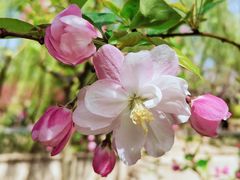 -海棠花溪(元大都城垣遗址公园)