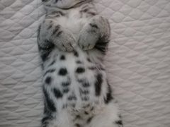 -北京恒爱动物医院(清景园分院)