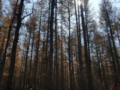 -塞罕坝国家级自然保护区