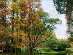 -上海共青森林公园