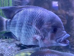 -上海海洋水族馆