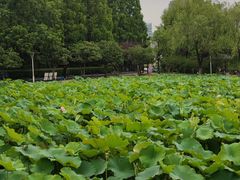 -大宁公园