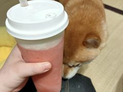 -逗柴咖啡屋·狗咖猫咖宠物桌游