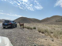 -新疆天山野生动物园